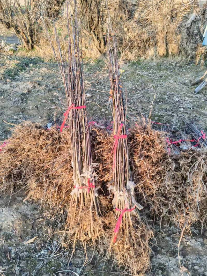 苹果苗