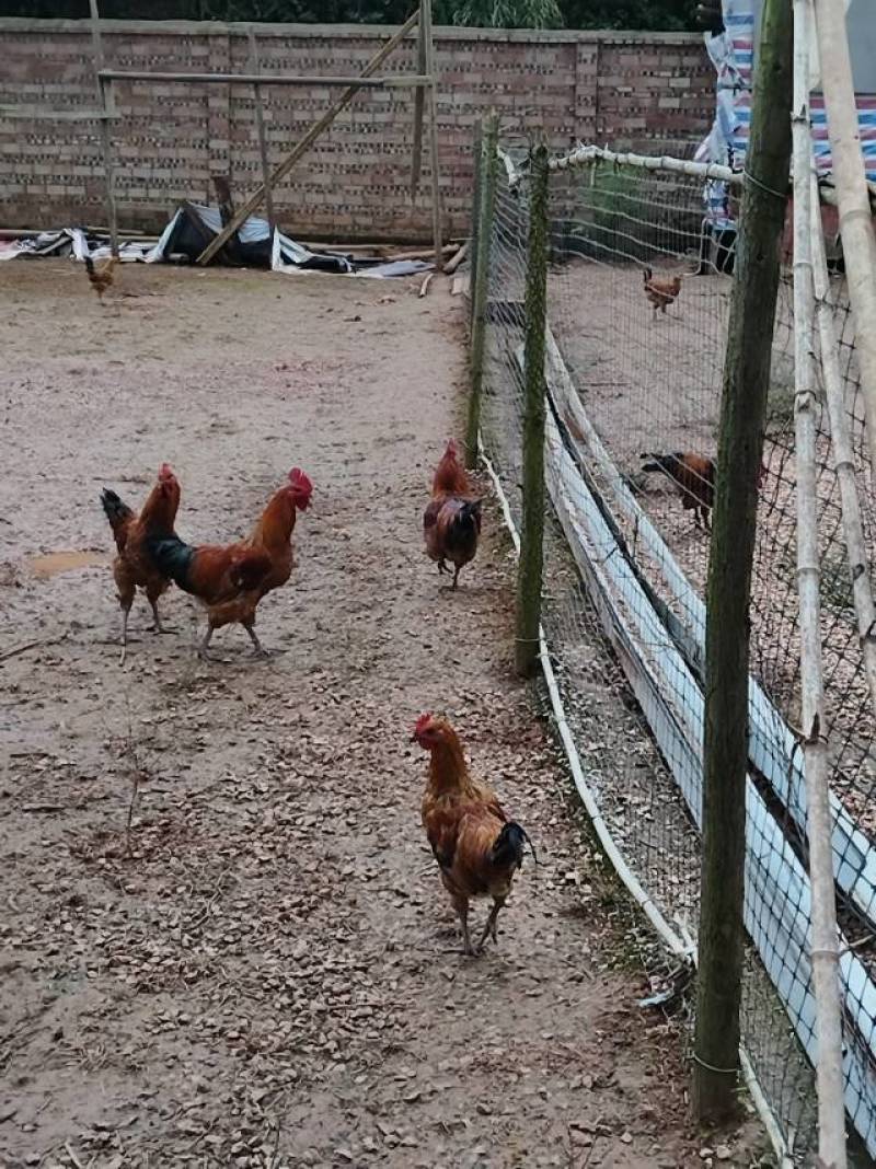 正宗纯粮食养殖土鸡