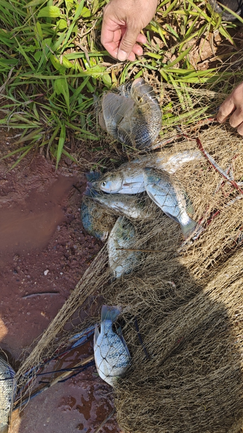 大量罗非