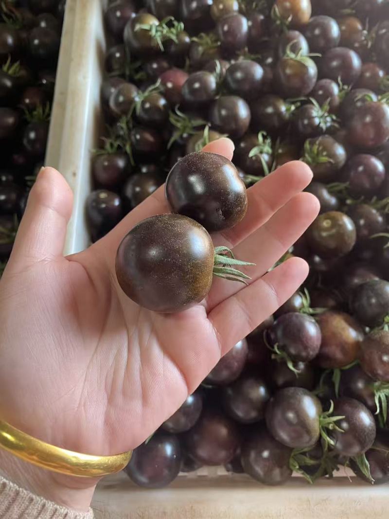 寿光产地墨明珠小番茄黑色小番茄新鲜采摘产地直达