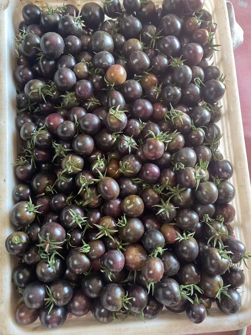 寿光产地墨明珠小番茄黑色小番茄新鲜采摘产地直达