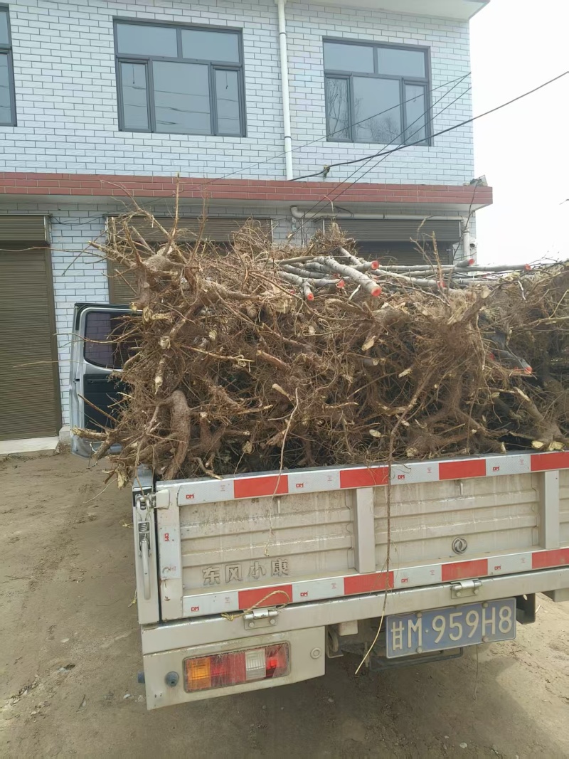 香花槐树