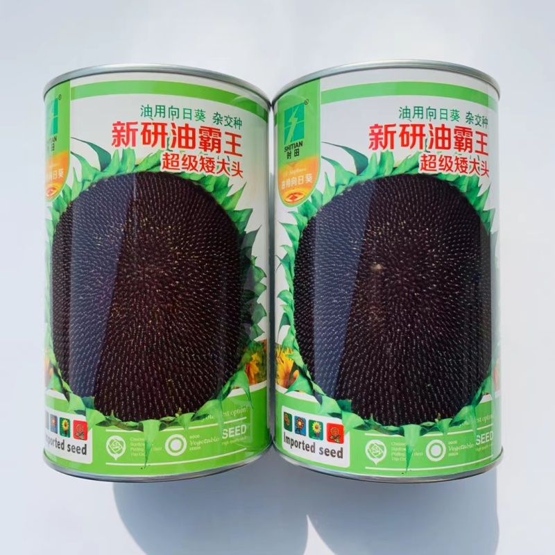 新研油霸王高油高产油葵种子矮杆大头向日葵种籽抗风防鸟害葵