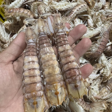 北部湾海域皮皮虾