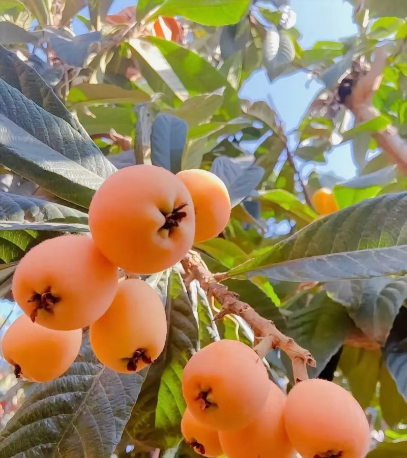 大兴枇杷