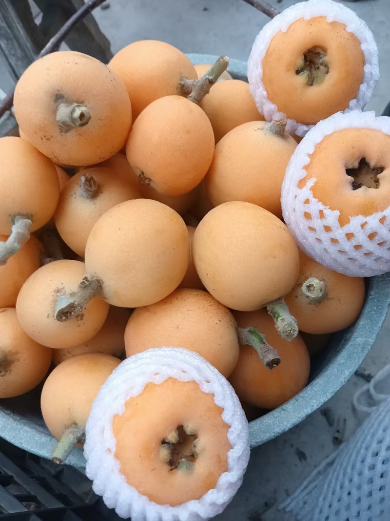 大兴枇杷