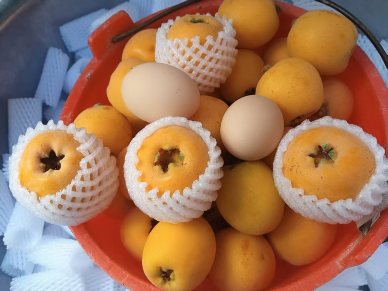 大兴枇杷