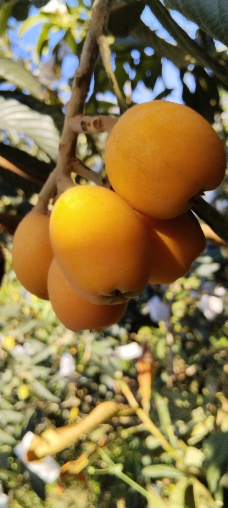 大兴枇杷