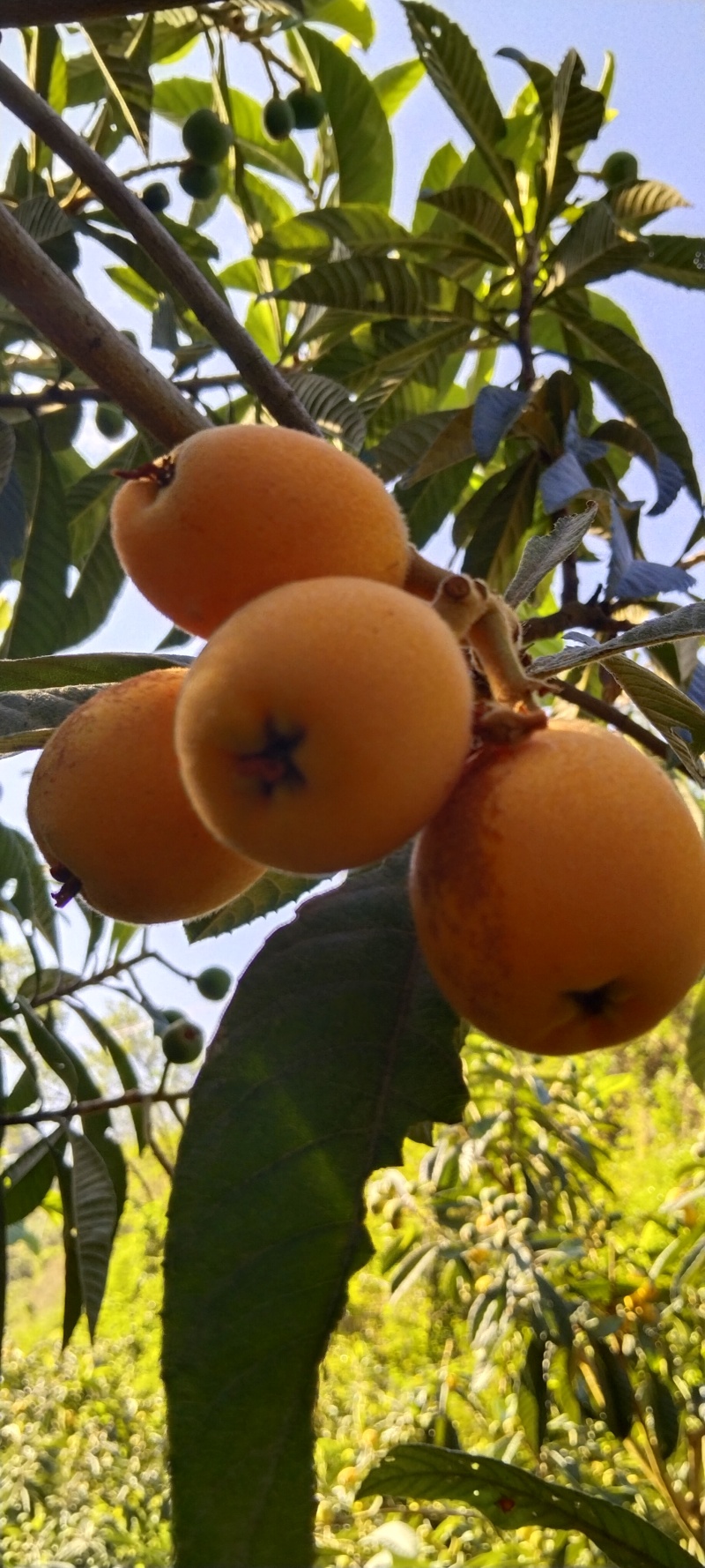 大兴枇杷