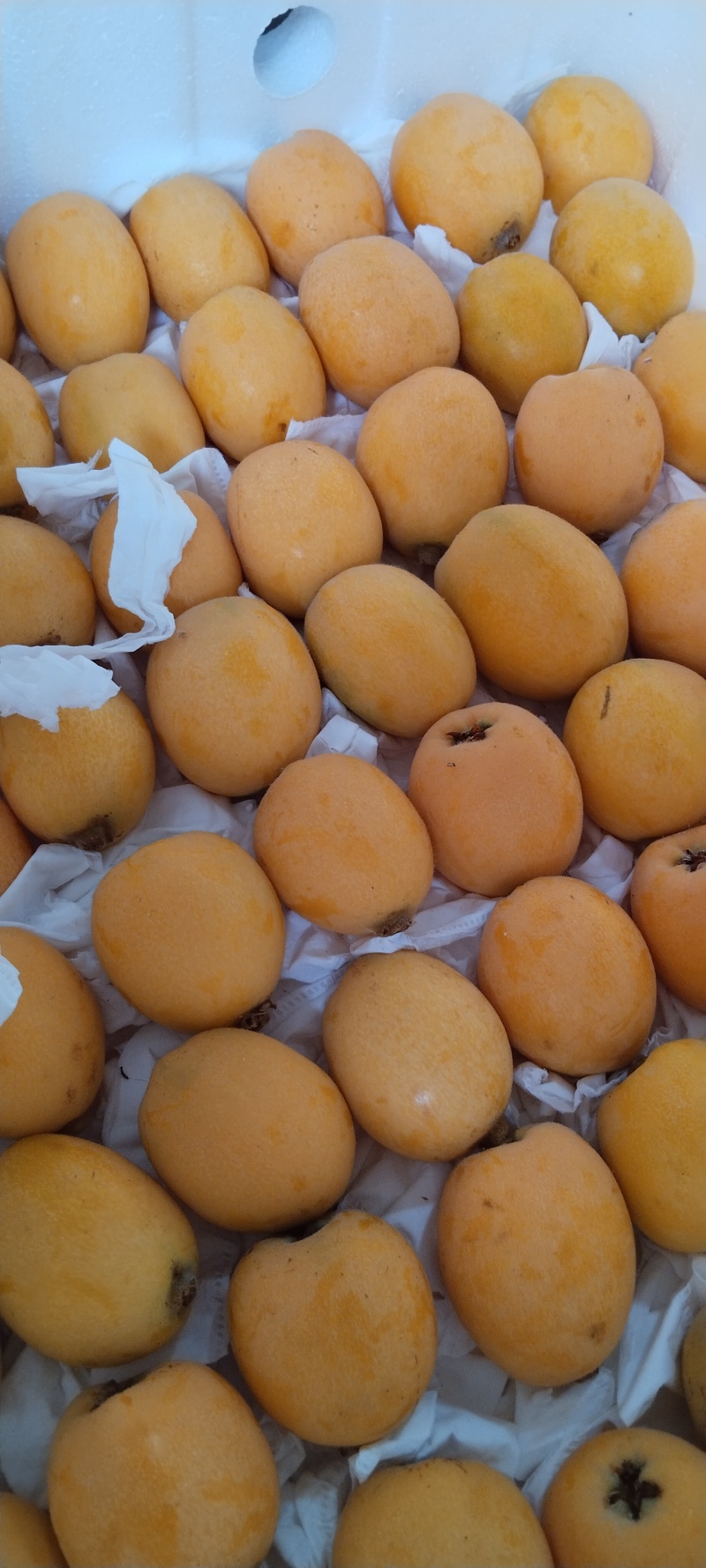 大兴枇杷