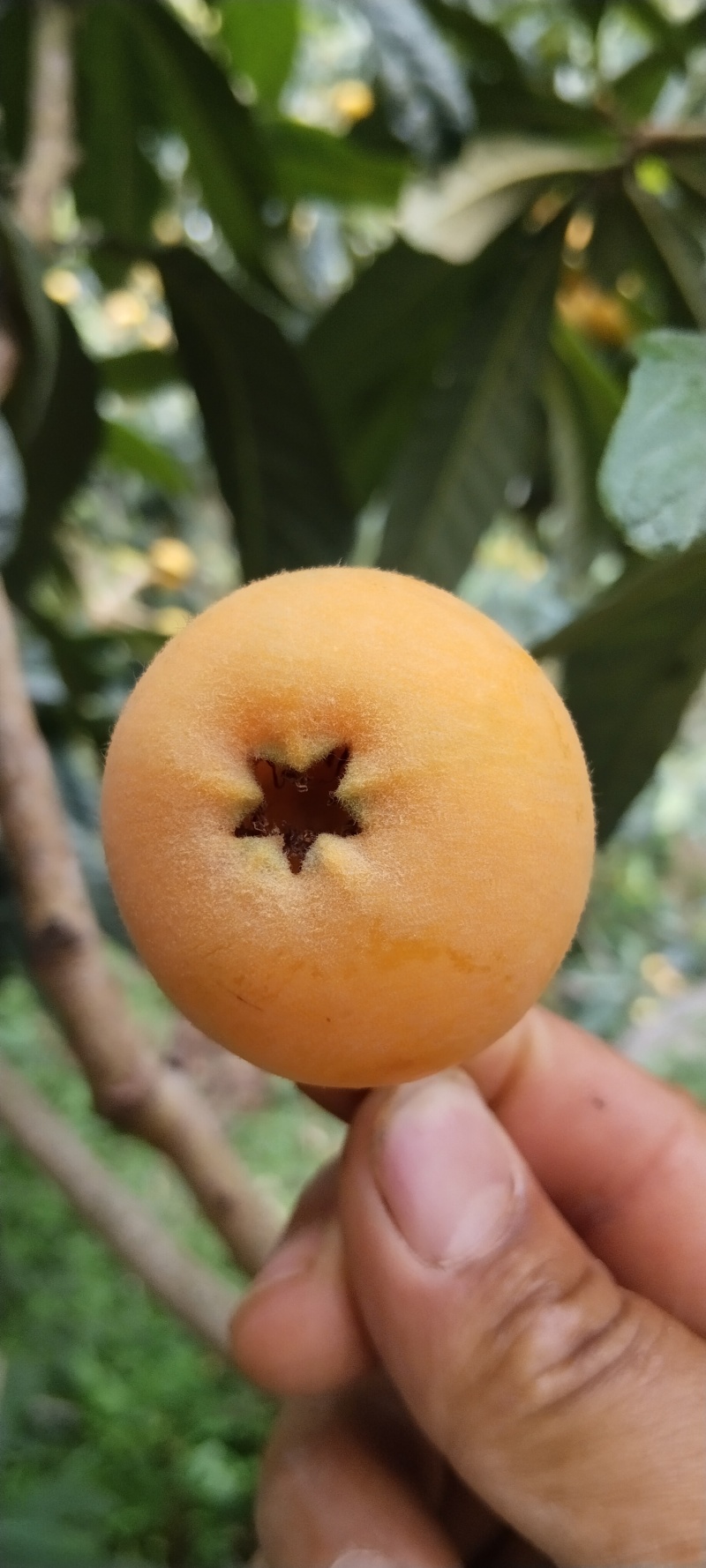 大兴枇杷