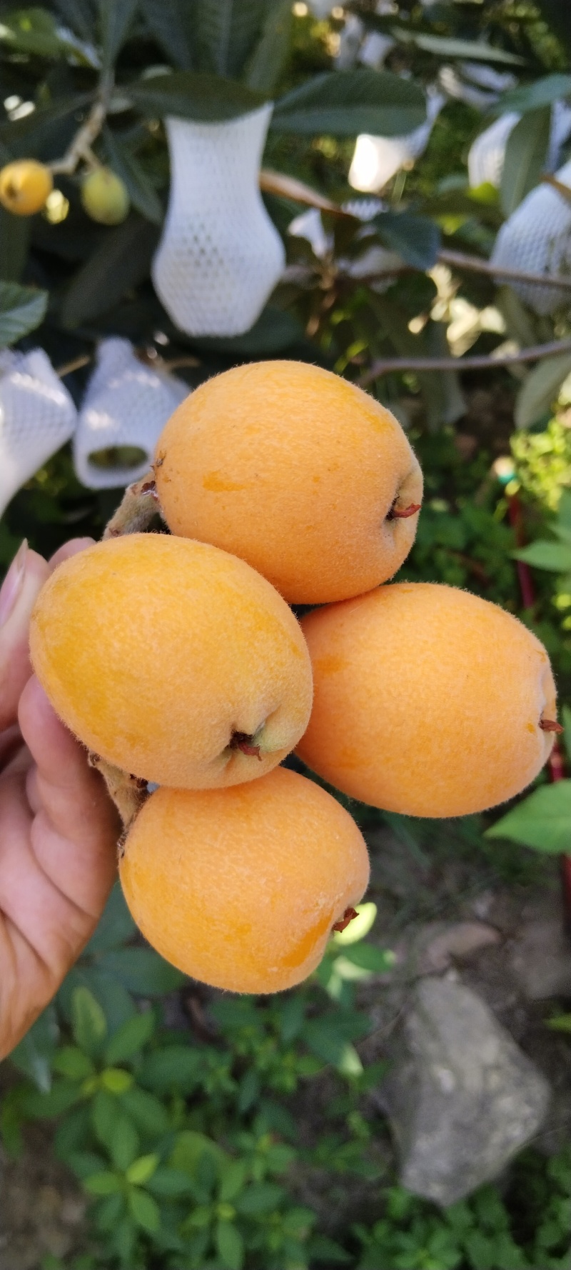 大兴枇杷
