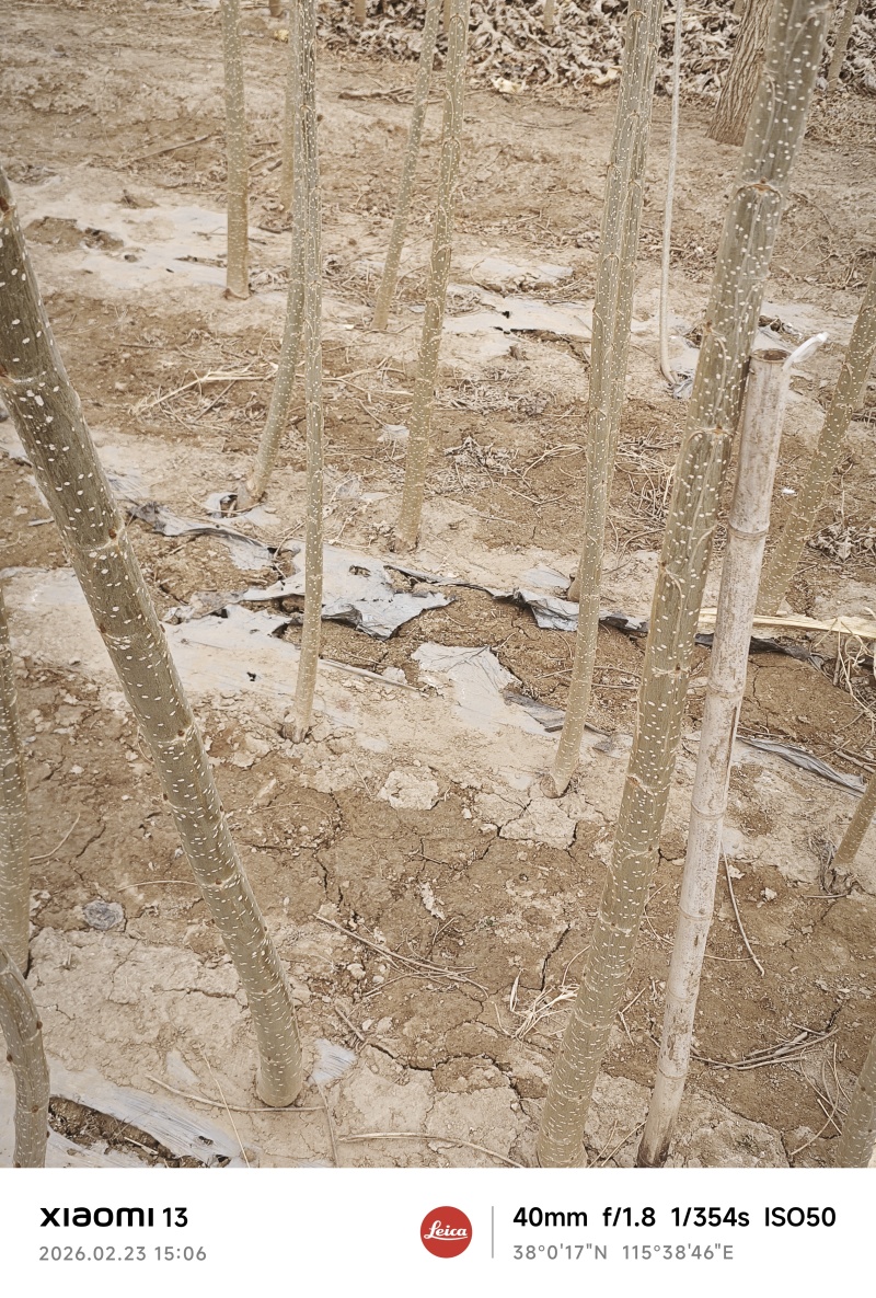 精品107杨树苗