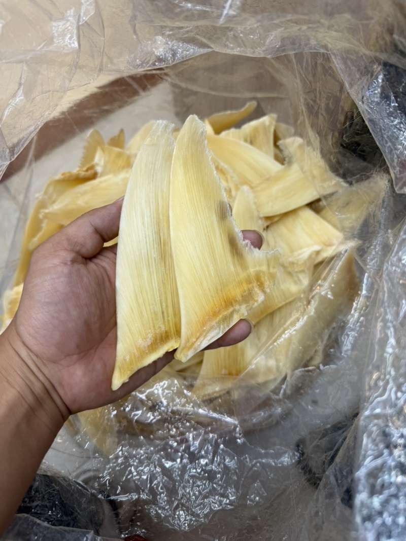 金勾翅青勾翅勿股勾翅五羊翅，茶勾翅，鱼翅