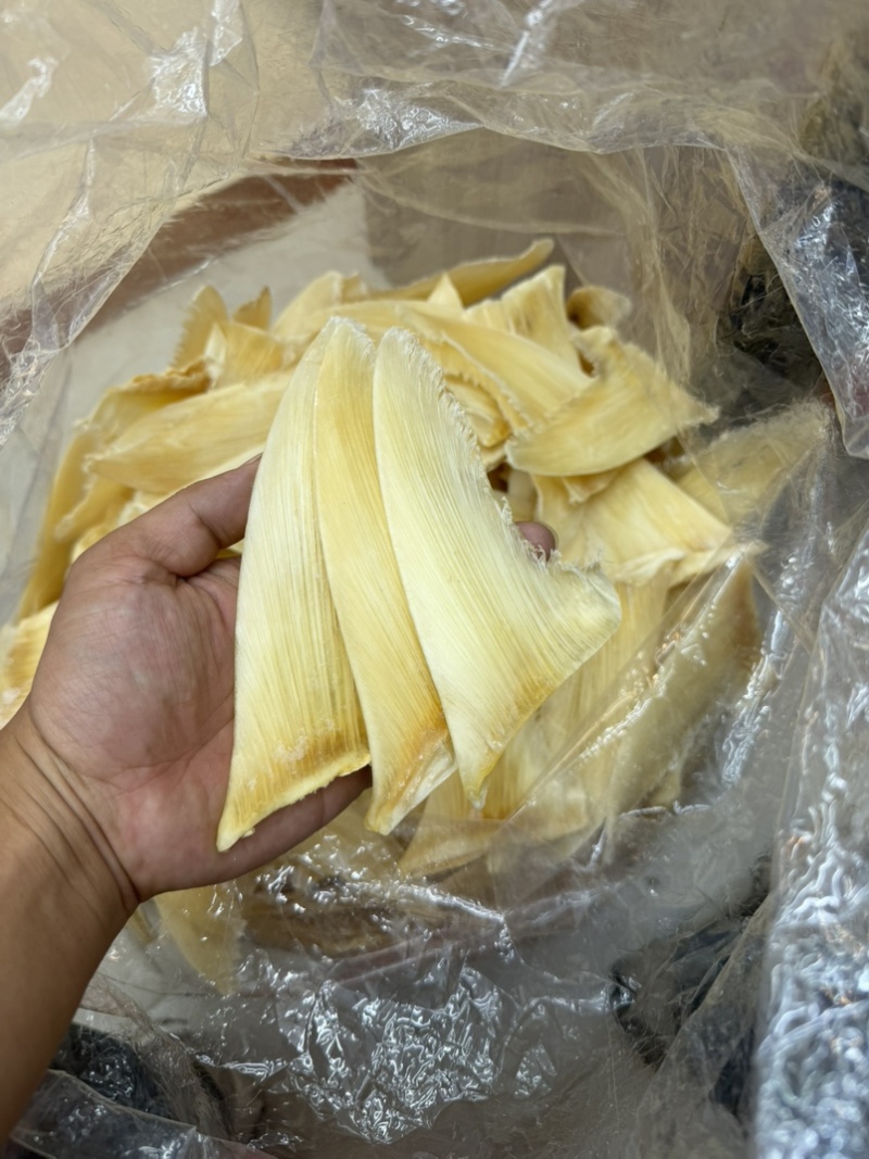 金勾翅青勾翅勿股勾翅五羊翅，茶勾翅，鱼翅