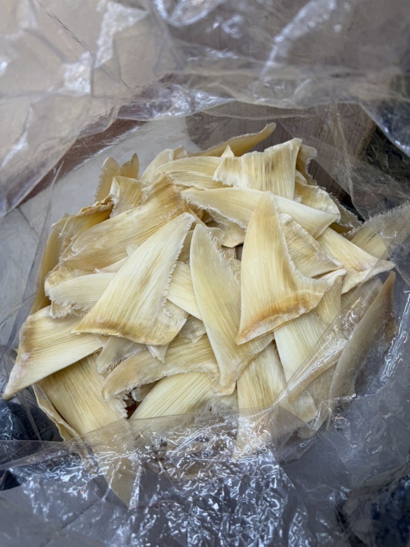 金勾翅青勾翅勿股勾翅五羊翅，茶勾翅，鱼翅