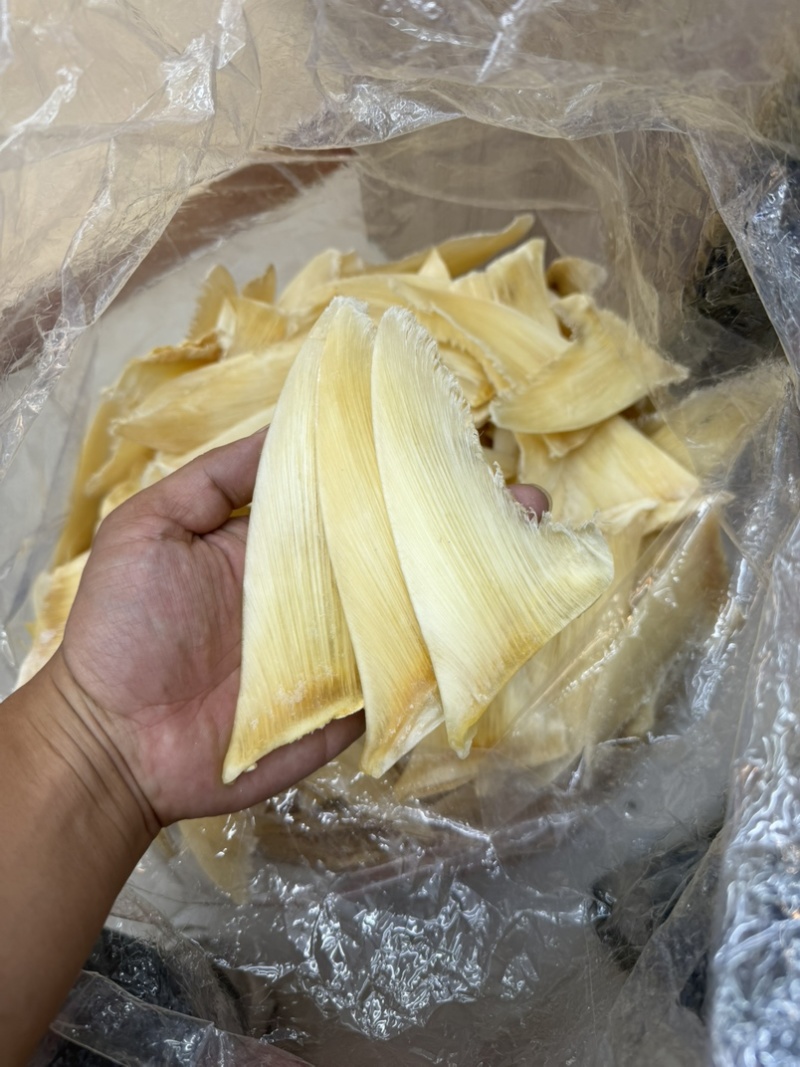 金勾翅青勾翅勿股勾翅五羊翅，茶勾翅，鱼翅