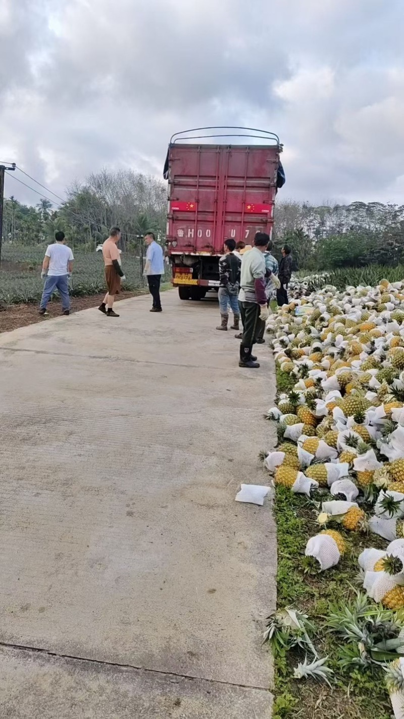 海南本地菠萝，大果，现摘现发，欢迎采购，量大，货源充足，