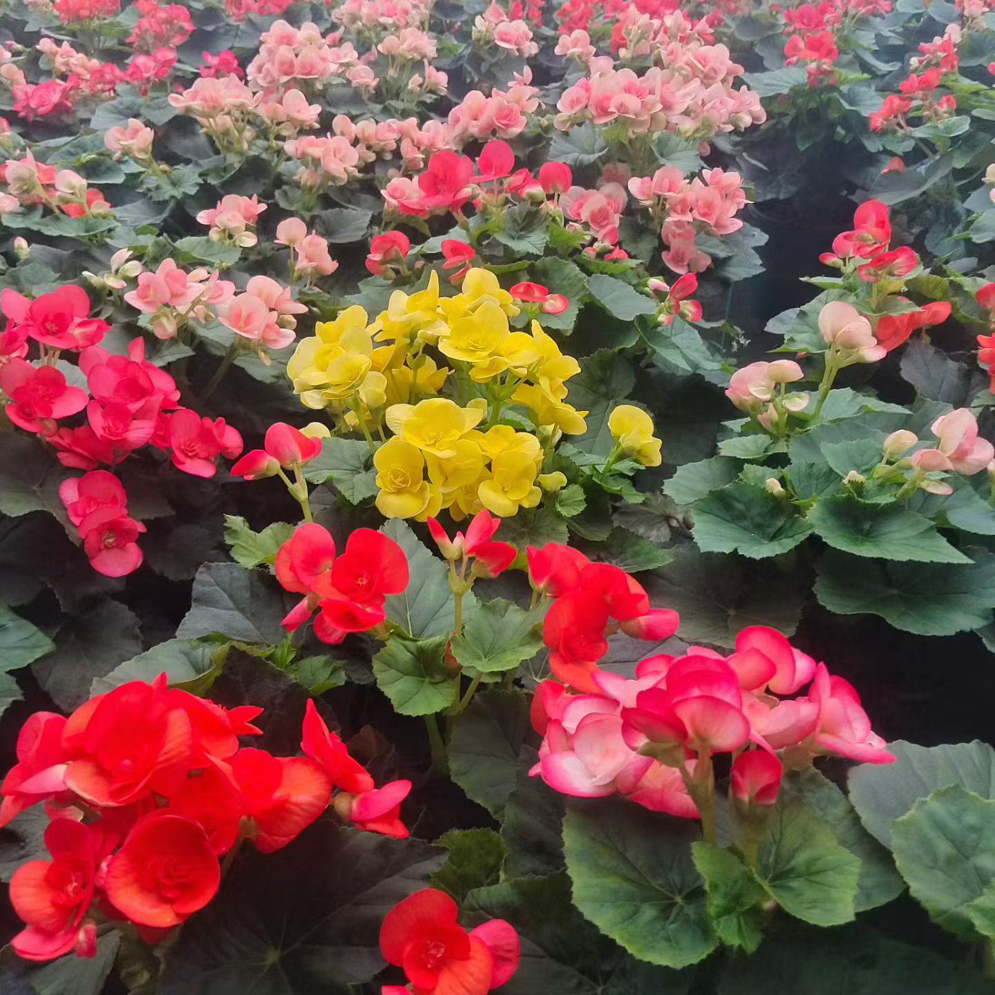 丽格海棠花色多观赏性高