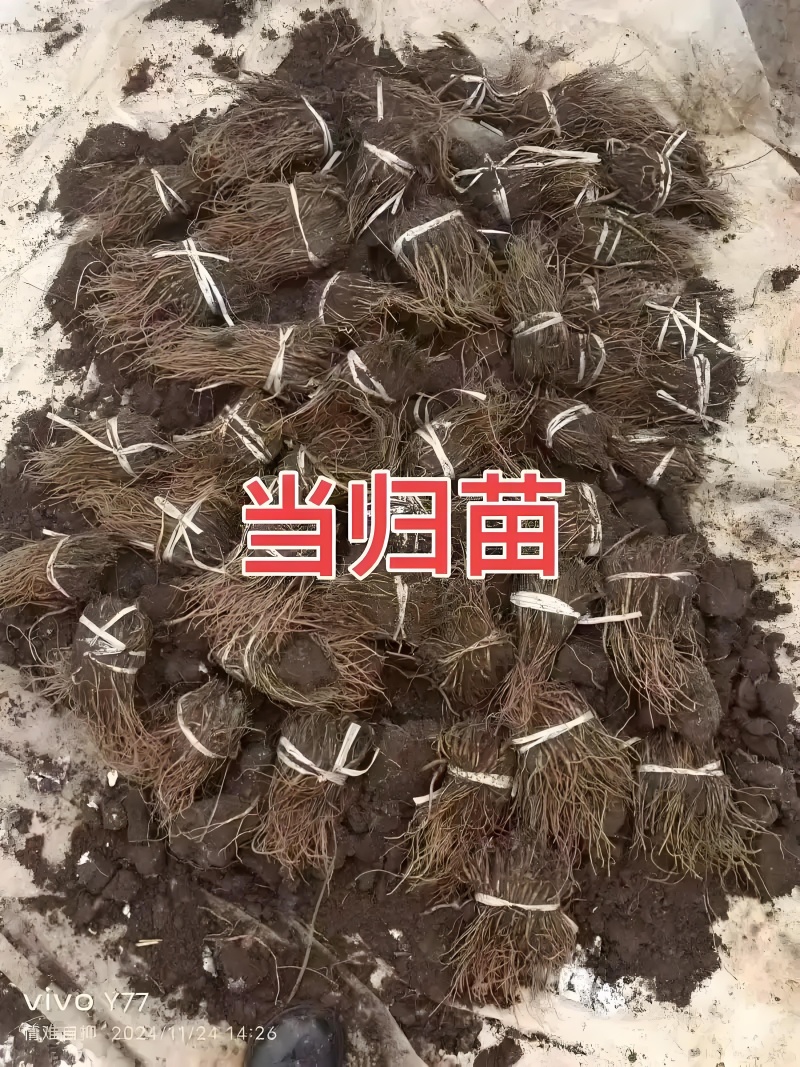 当归苗出售