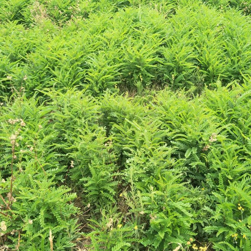 皂角树苗，四川省凉山州