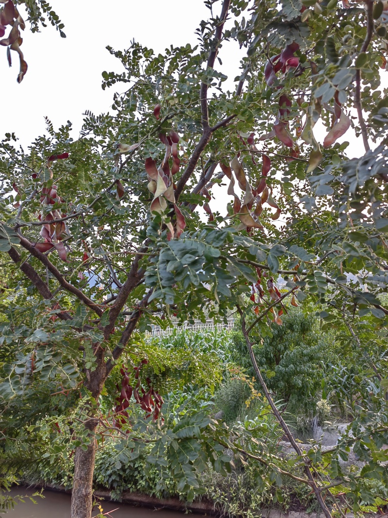 皂角树苗，四川省凉山州