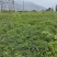 皂角树苗，四川省凉山州
