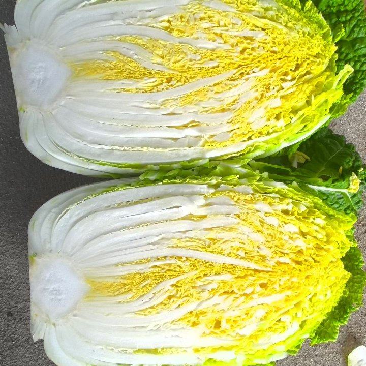 黄心大白菜大量上市中，货源充足，一手货源，产地直发