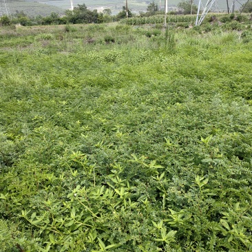 皂角树苗，四川省凉山州