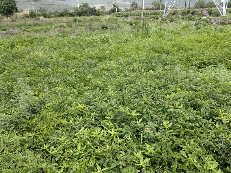 皂角树苗，四川省凉山州
