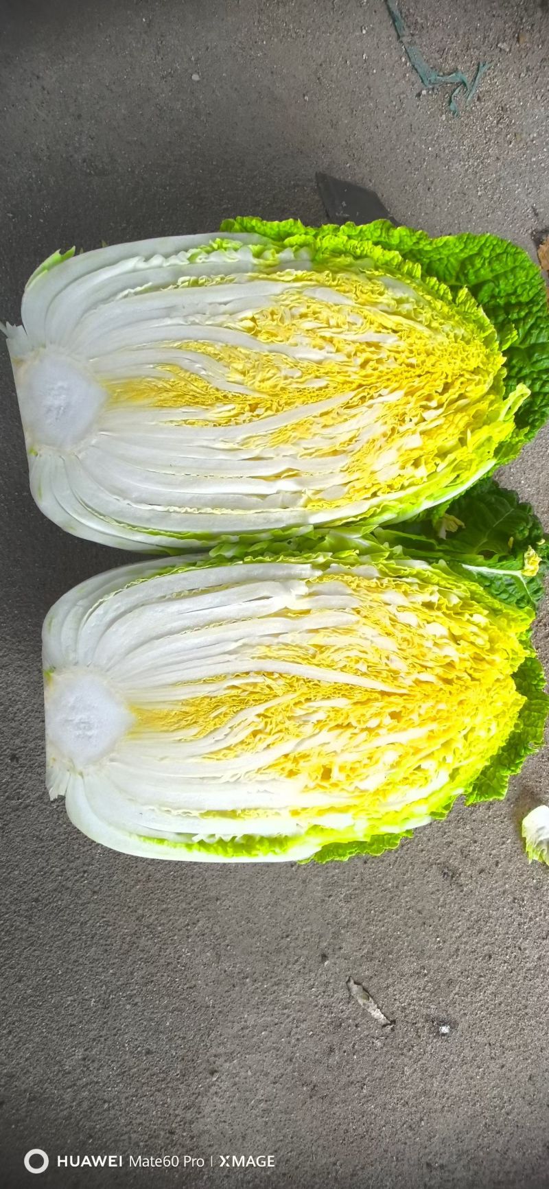 黄心大白菜大量上市中，货源充足，一手货源，产地直发