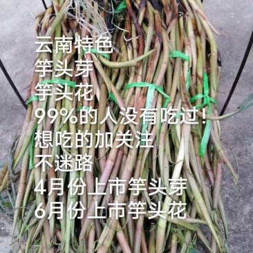 云南特色食品竽头芽