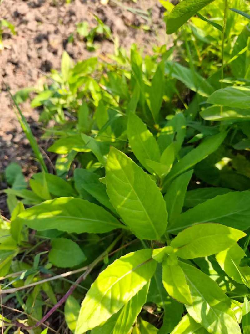 金鸡毛草干货明月草干叶杆食用农产品泡茶食材温州产地