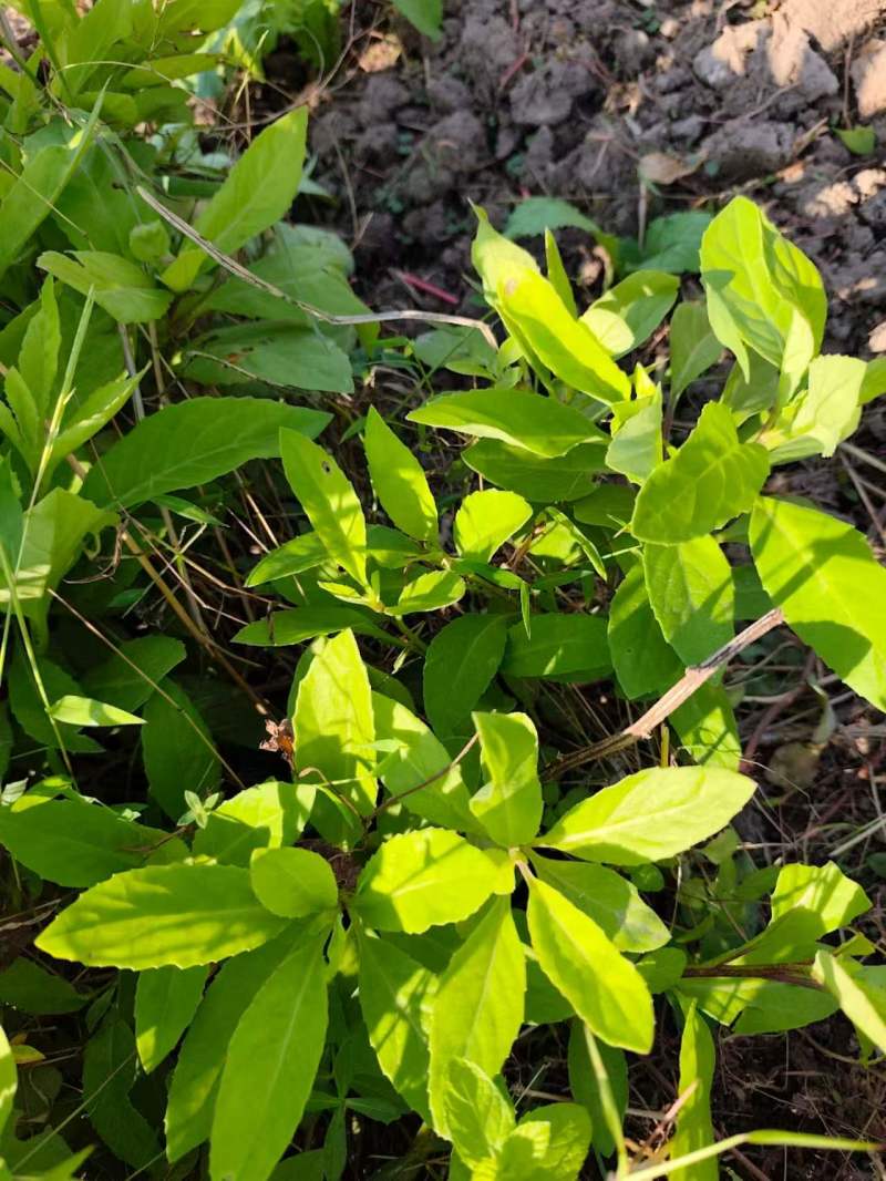 金鸡毛草干货明月草干叶杆食用农产品泡茶食材温州产地