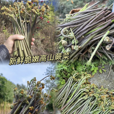 高山蕨菜