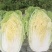 云南黄心大白菜大量上市大娃娃菜质量保证产地直供