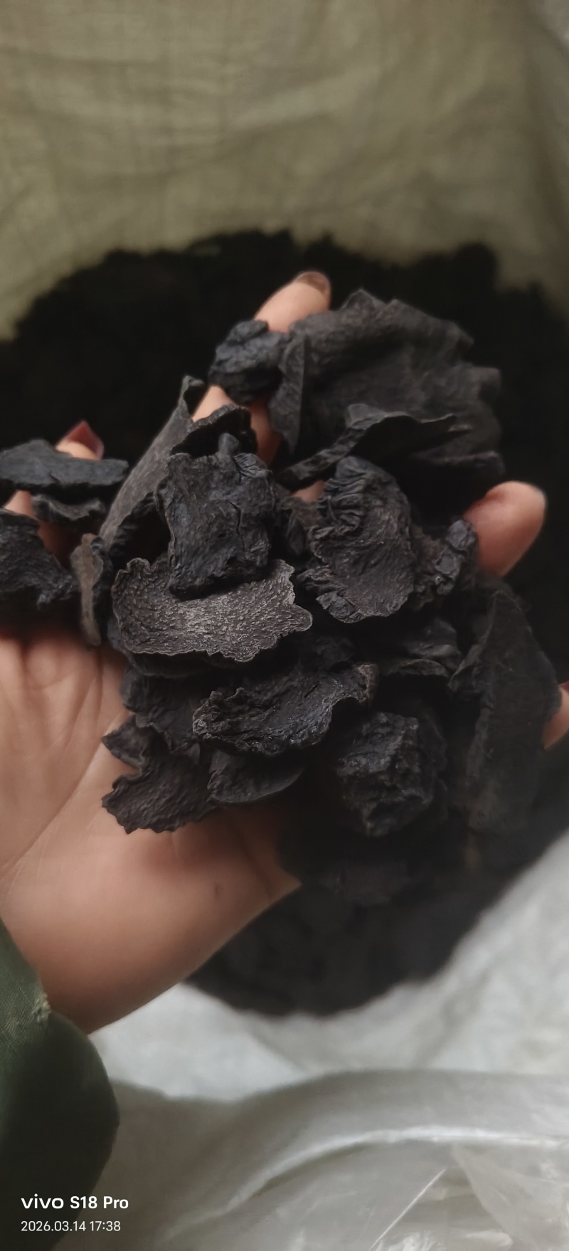 《肉苁蓉》精选肉苁蓉片硬大云干净无杂质实物拍摄
