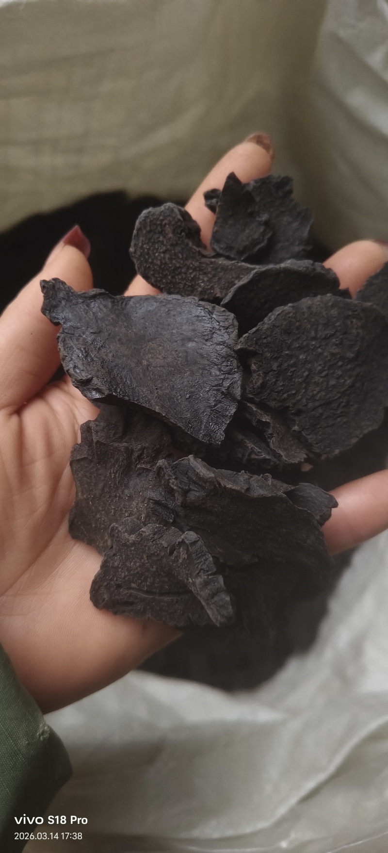 《肉苁蓉》精选肉苁蓉片硬大云干净无杂质实物拍摄