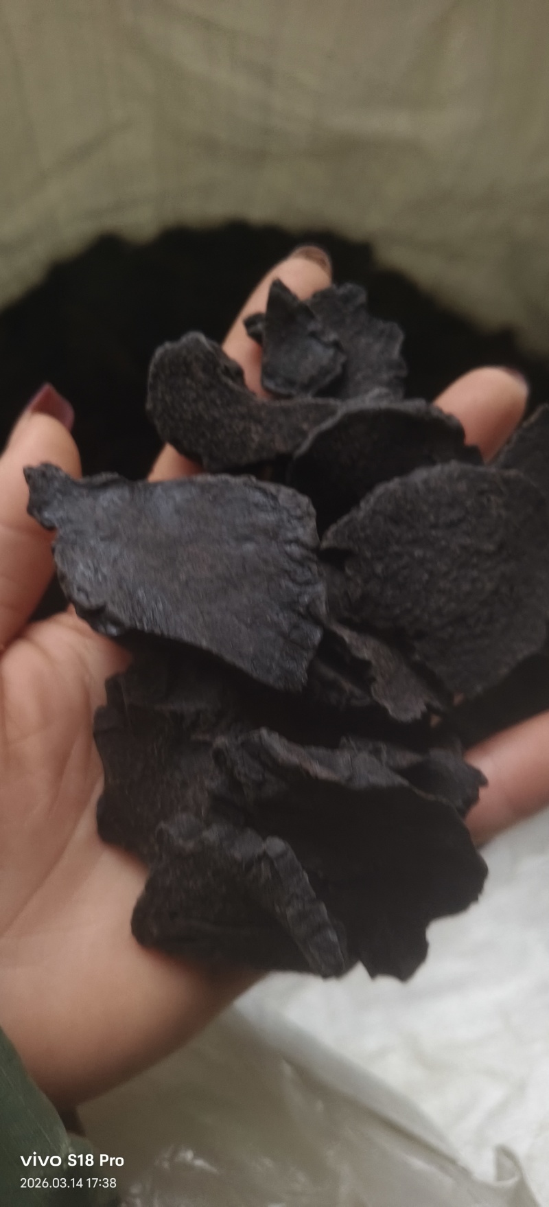 《肉苁蓉》精选肉苁蓉片硬大云干净无杂质实物拍摄