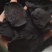 《肉苁蓉》精选肉苁蓉片硬大云干净无杂质实物拍摄