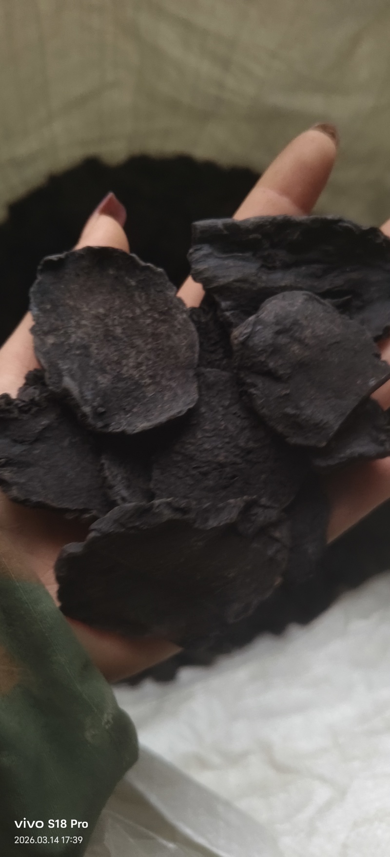 《肉苁蓉》精选肉苁蓉片硬大云干净无杂质实物拍摄
