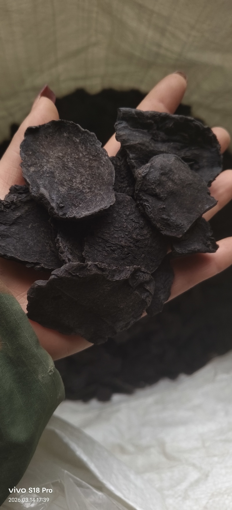 《肉苁蓉》精选肉苁蓉片硬大云干净无杂质实物拍摄