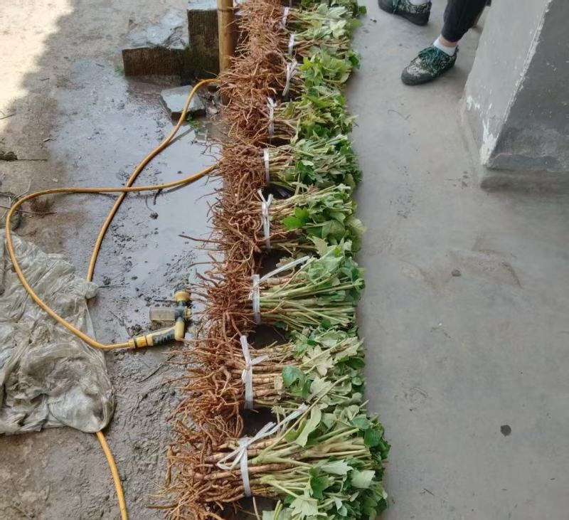 大通草苗