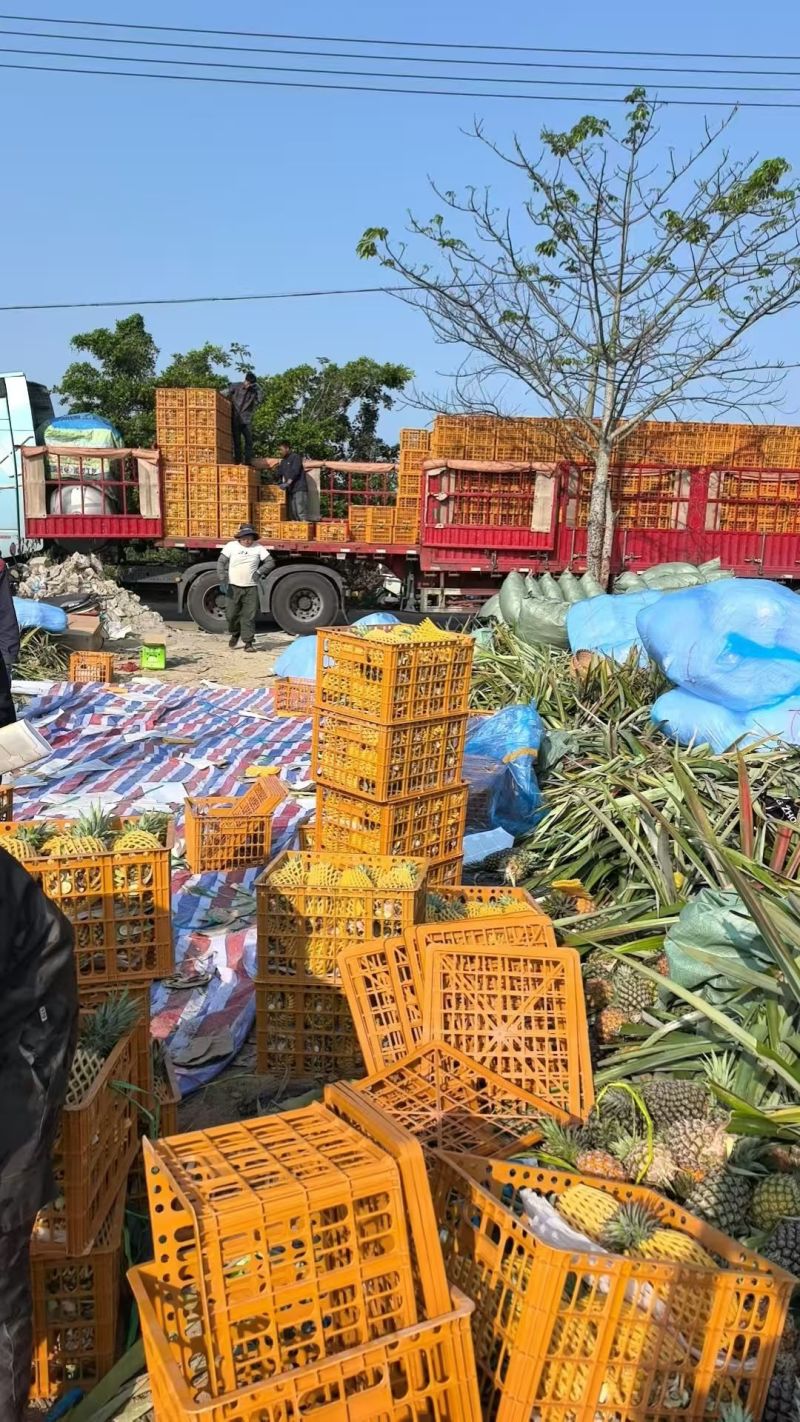 金钻凤梨，专业一件代发