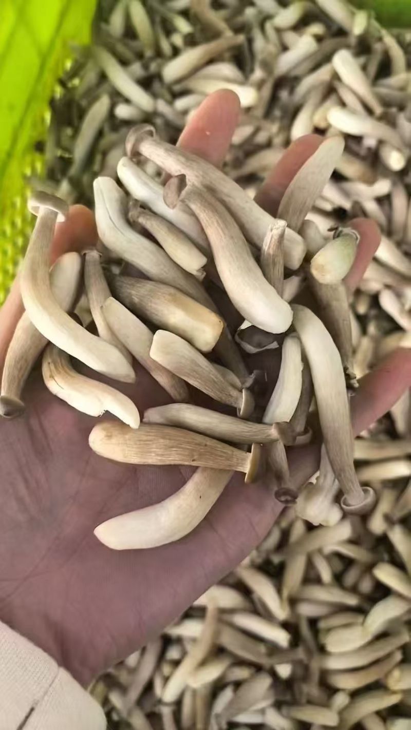 鹿茸菇