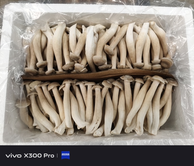 鹿茸菇