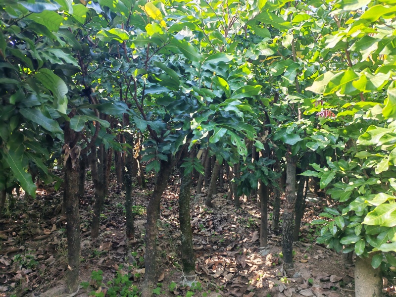 大量龙眼苗3公分~4公分和5公分~6公分全面上市