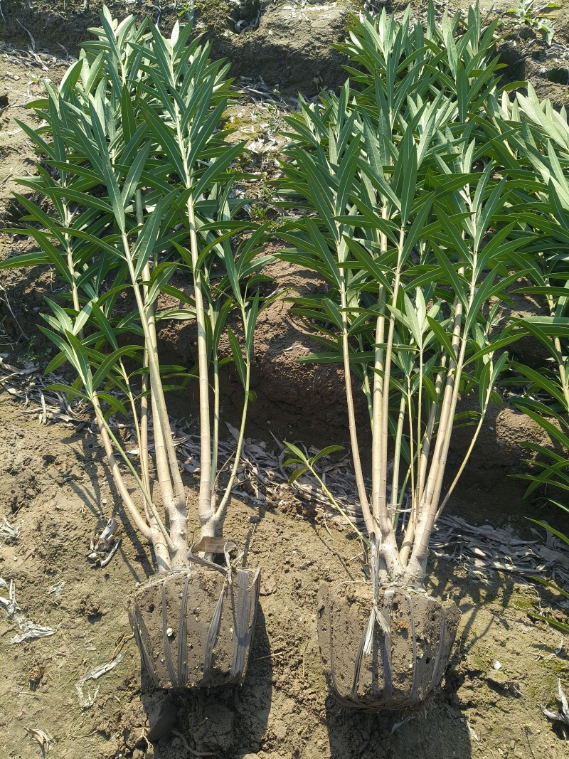 夹竹桃7一8叉，高度1.7m一1.8m，基地有量欢迎订购