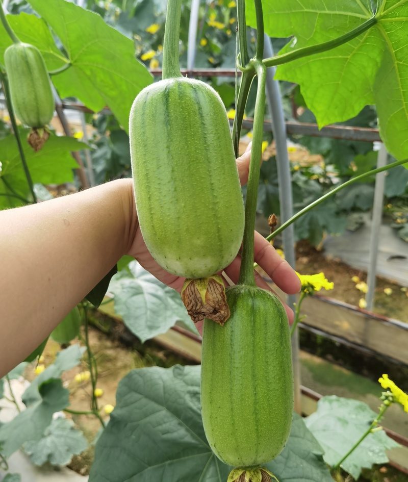 春润品味胖胖丝瓜种子生长势强肉质紧密耐褐变瓜味浓郁
