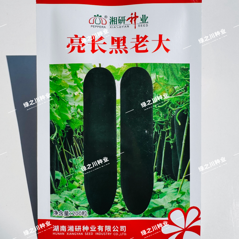 湘研亮长黑老大冬瓜种子特大冬瓜种子黑皮冬瓜种子无束腰